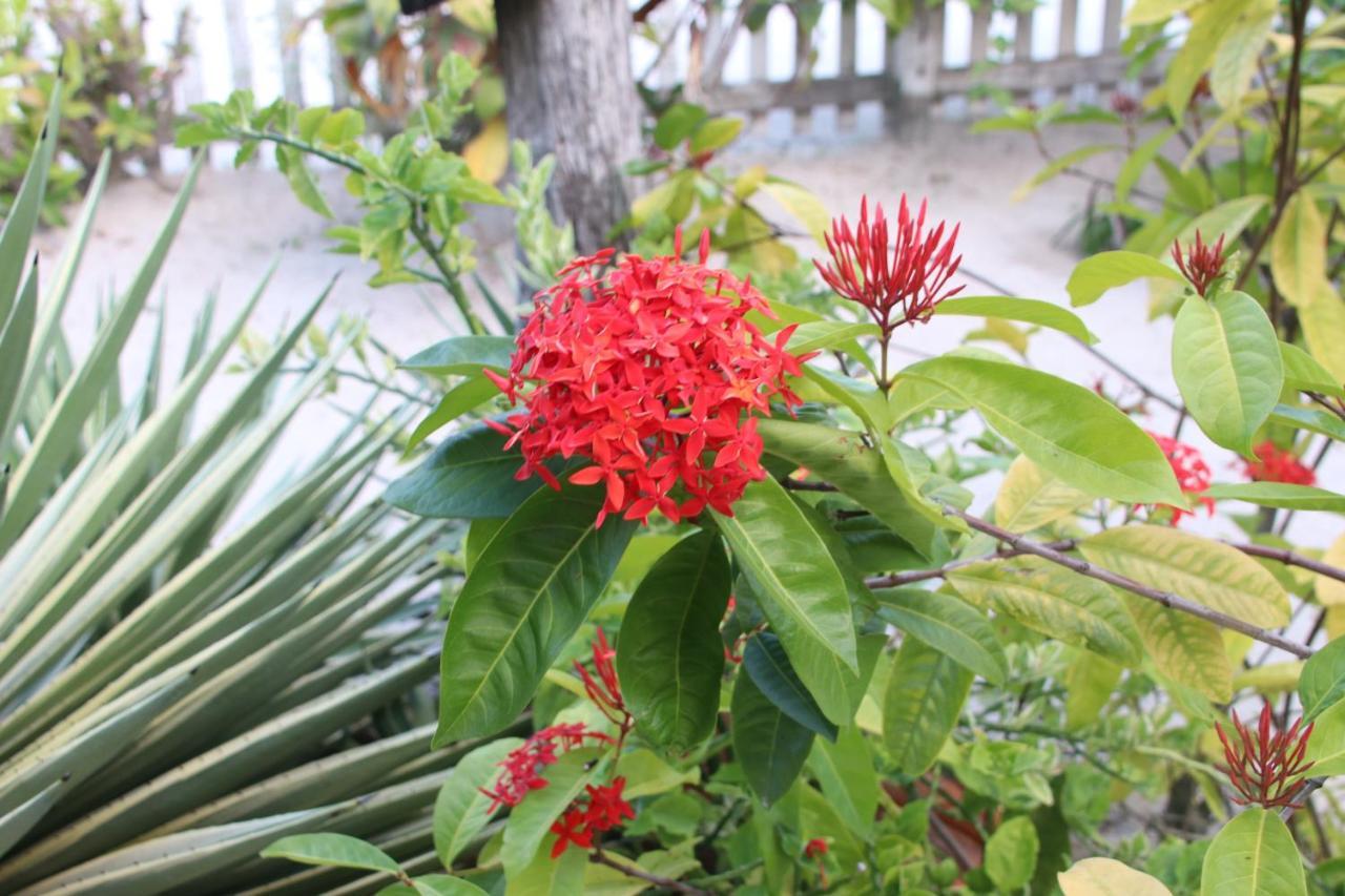 Amanda'S Place Casa Amancer - Sea View, Pool And Tropical Garden كاي كولكر المظهر الخارجي الصورة