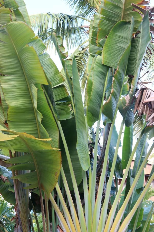 Amanda'S Place Casa Amancer - Sea View, Pool And Tropical Garden كاي كولكر المظهر الخارجي الصورة